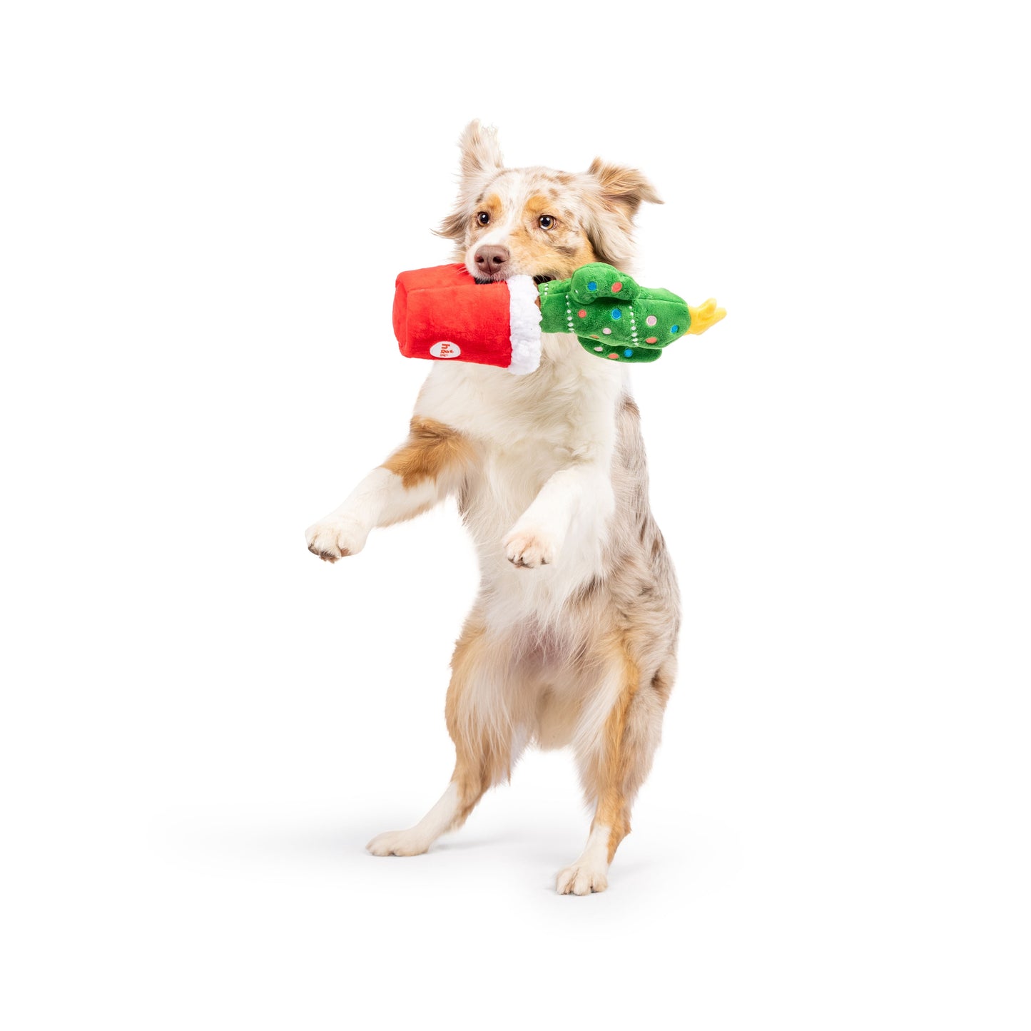 Seek 'n Treat Prickly & Bright Pawt Dog Toy