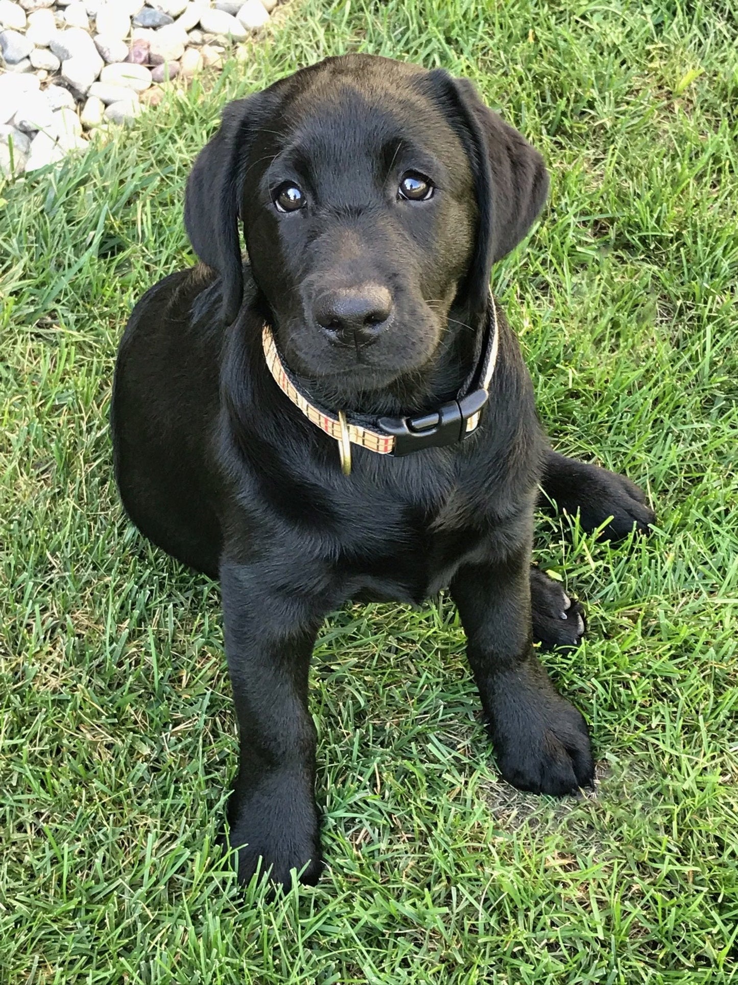 Up Country Plaid Small Breed Dog Collar