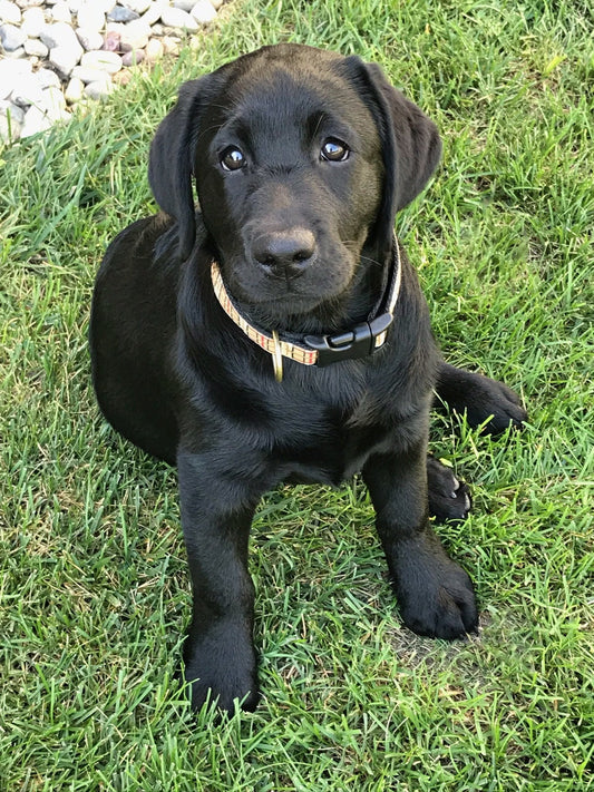 Up Country Plaid Small Breed Dog Collar