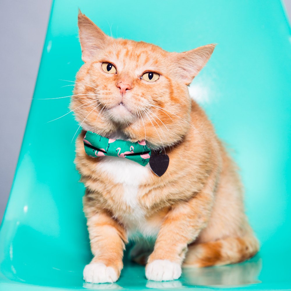 Orange cat wearing a Sweet Pickles Designs The Next Stop Miami flamingo print bow tie