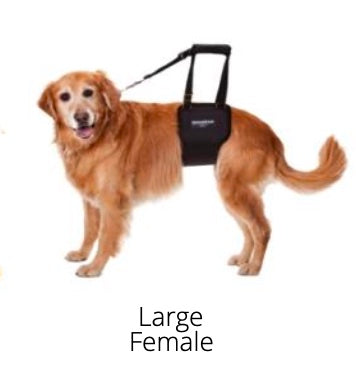 GingerLead- Dog Support & Rehabilitation Harnesses