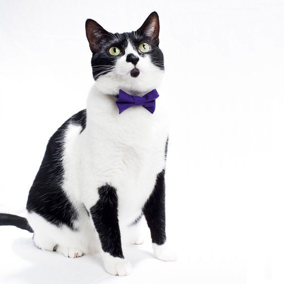 Black and white cat wearing a purple Sweet Pickles Designs The Manager on Duty bow tie