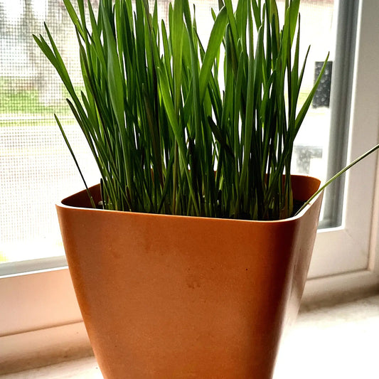 Pet Grass