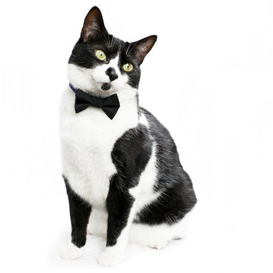 Black and white cat wearing a black bow tie