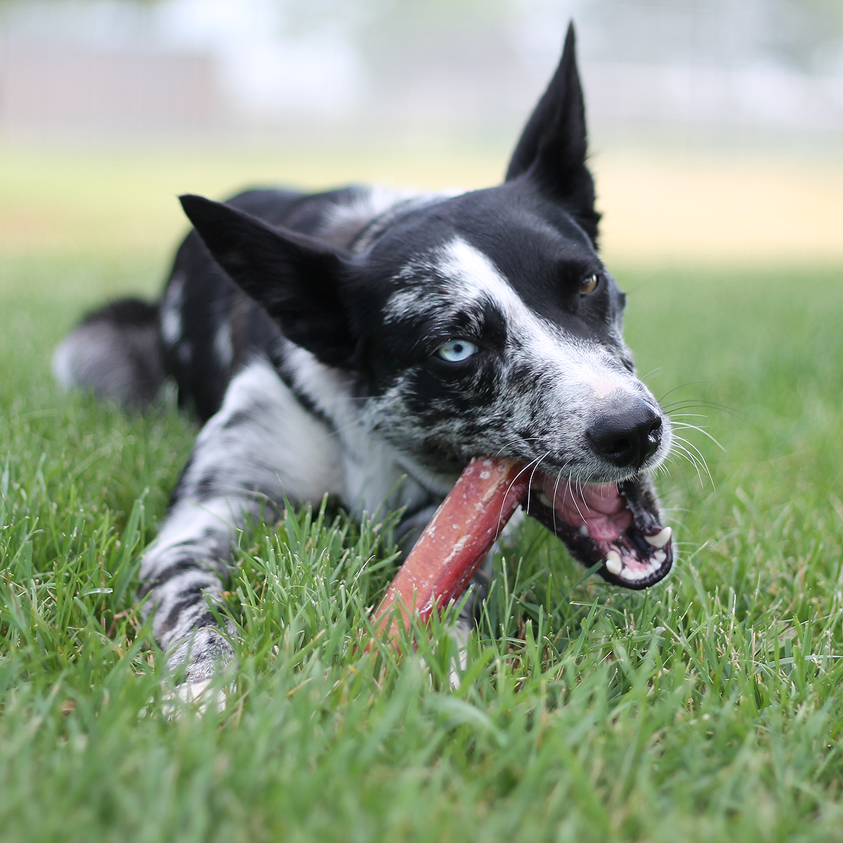 6" Jumbo Bully Sticks - Odor Free (Bulk)- Pack of 25