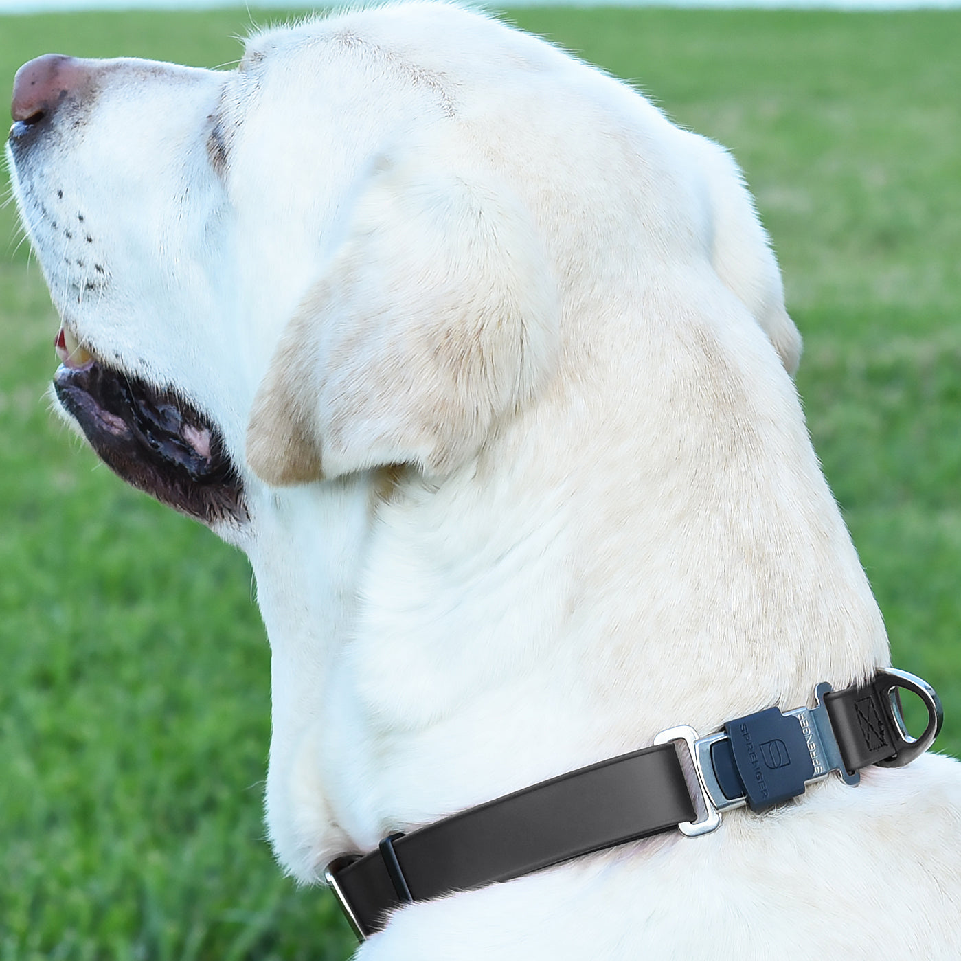 Yellow Labrador Retriever wearing a black Sprenger dog collar