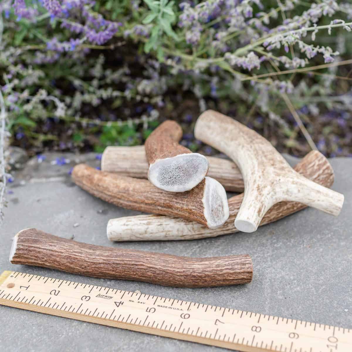 Elk Antlers
