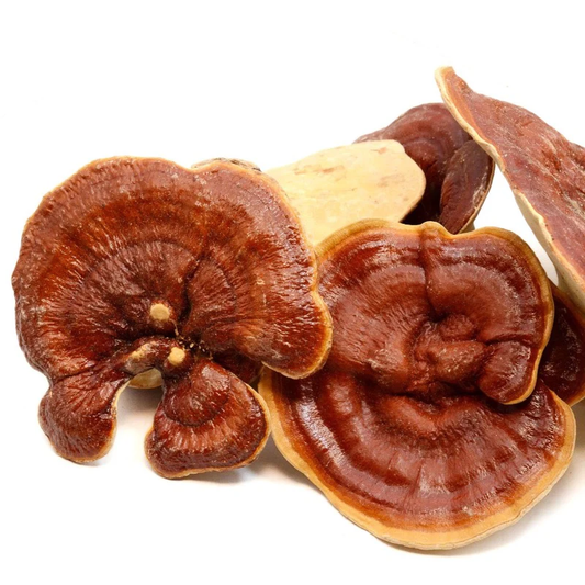 Reishi Mushroom Extract Powder-USDA Organic- 4oz