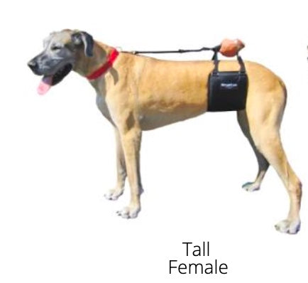 GingerLead- Dog Support & Rehabilitation Harnesses
