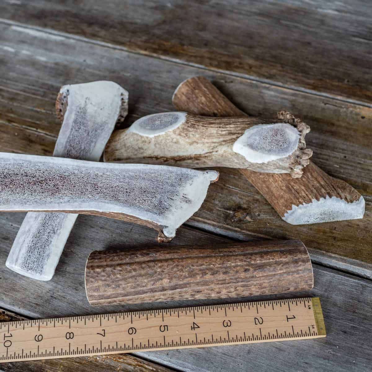 Elk Antlers