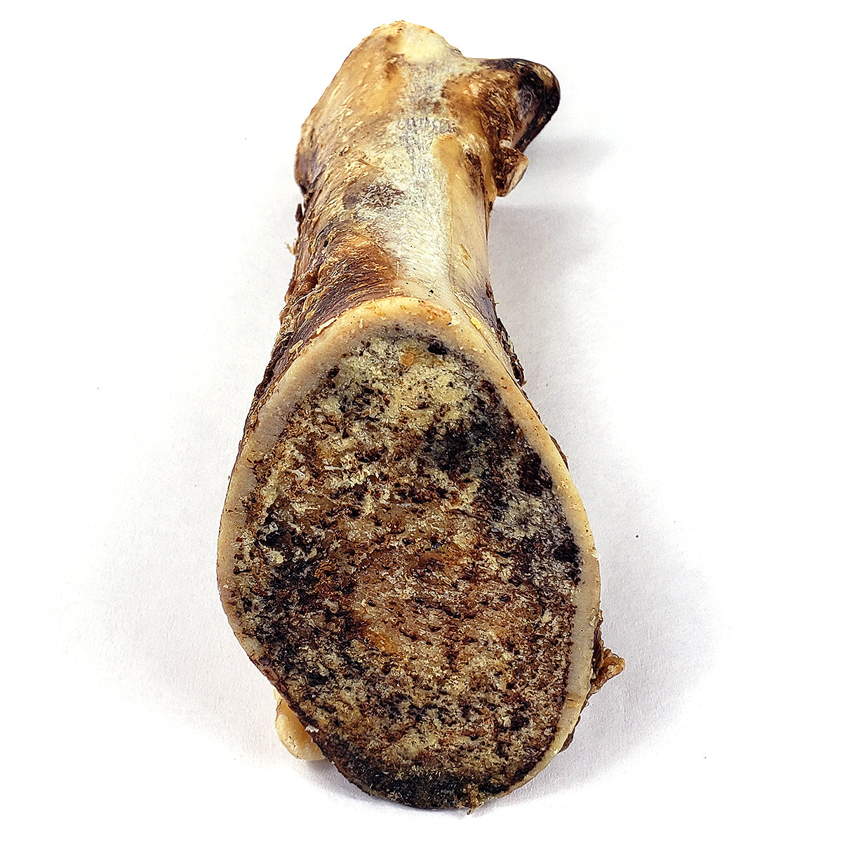 Bison Femur Bone (Shrinkwrapped)- EACH