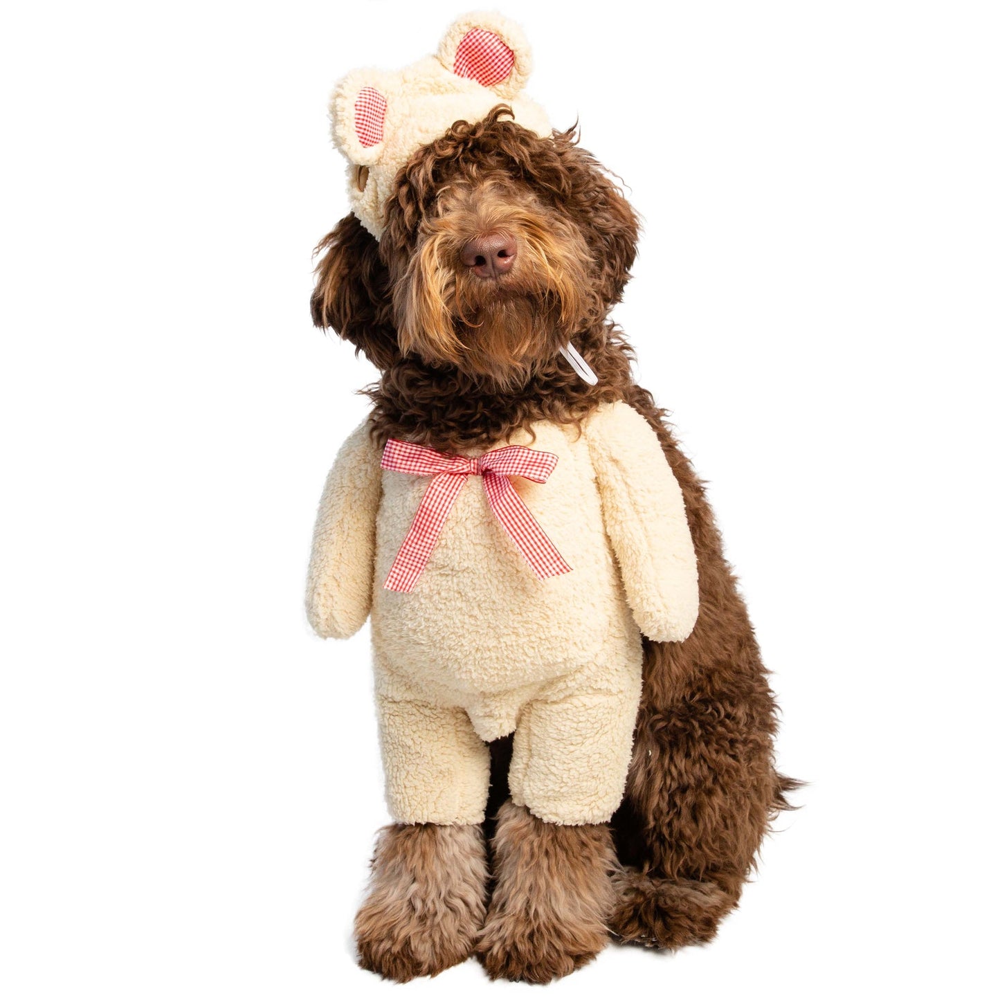 Walking Teddy Bear