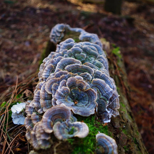 Turkey Tail Extract Powder- USDA Organic- 4oz