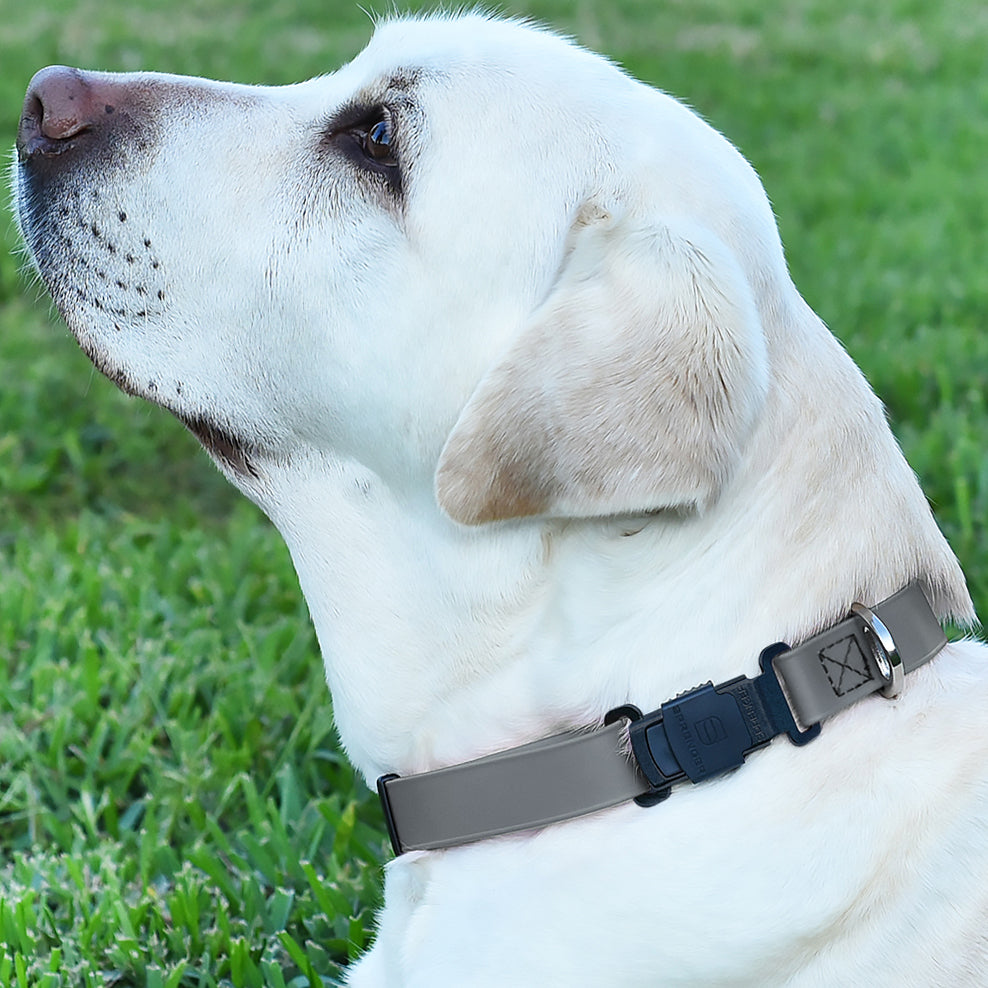 White Labrador wearing a grey dog collar with a black buckle