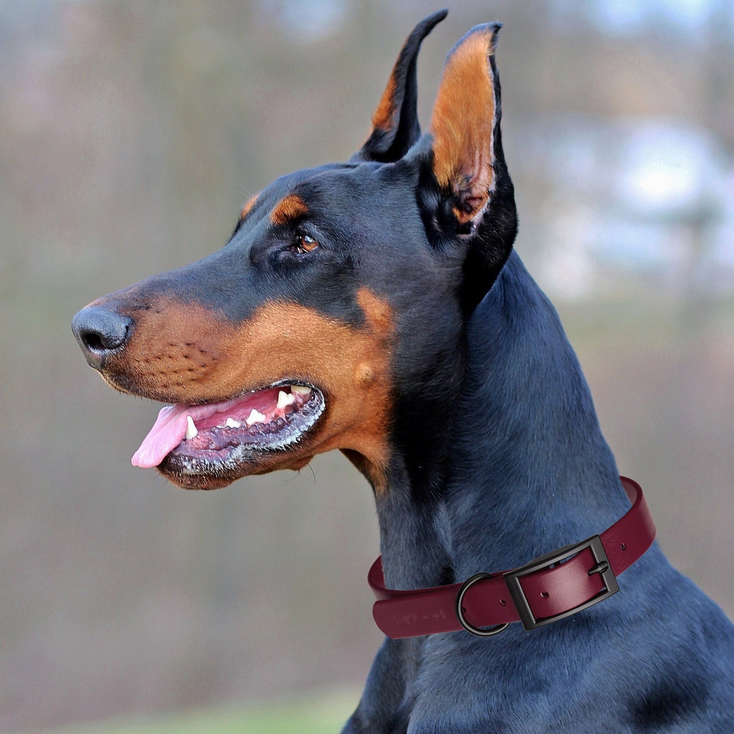 Biothane Waterproof Dog Collar - XS (9 to 12 inches)