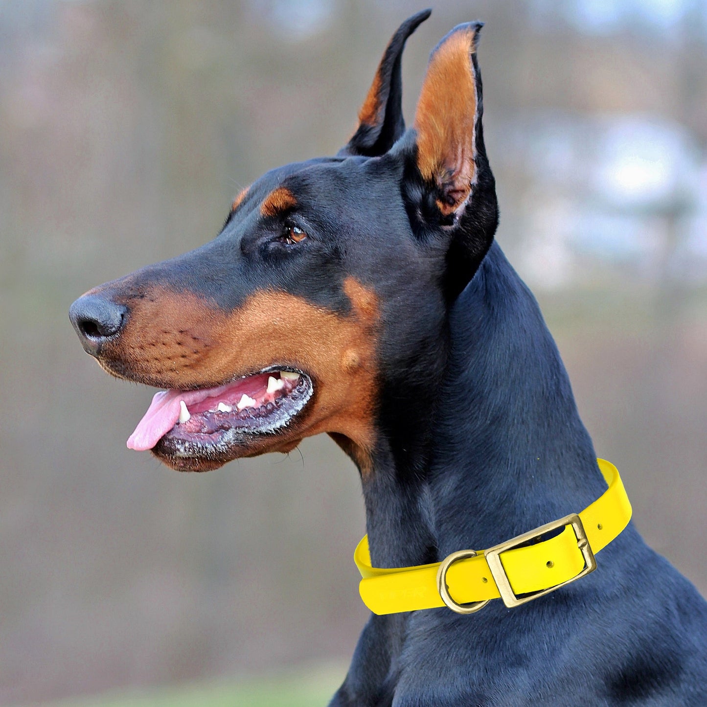 Viper Biothane Waterproof Collar - Brass Hardware - Size XL (22 to 25 inches)