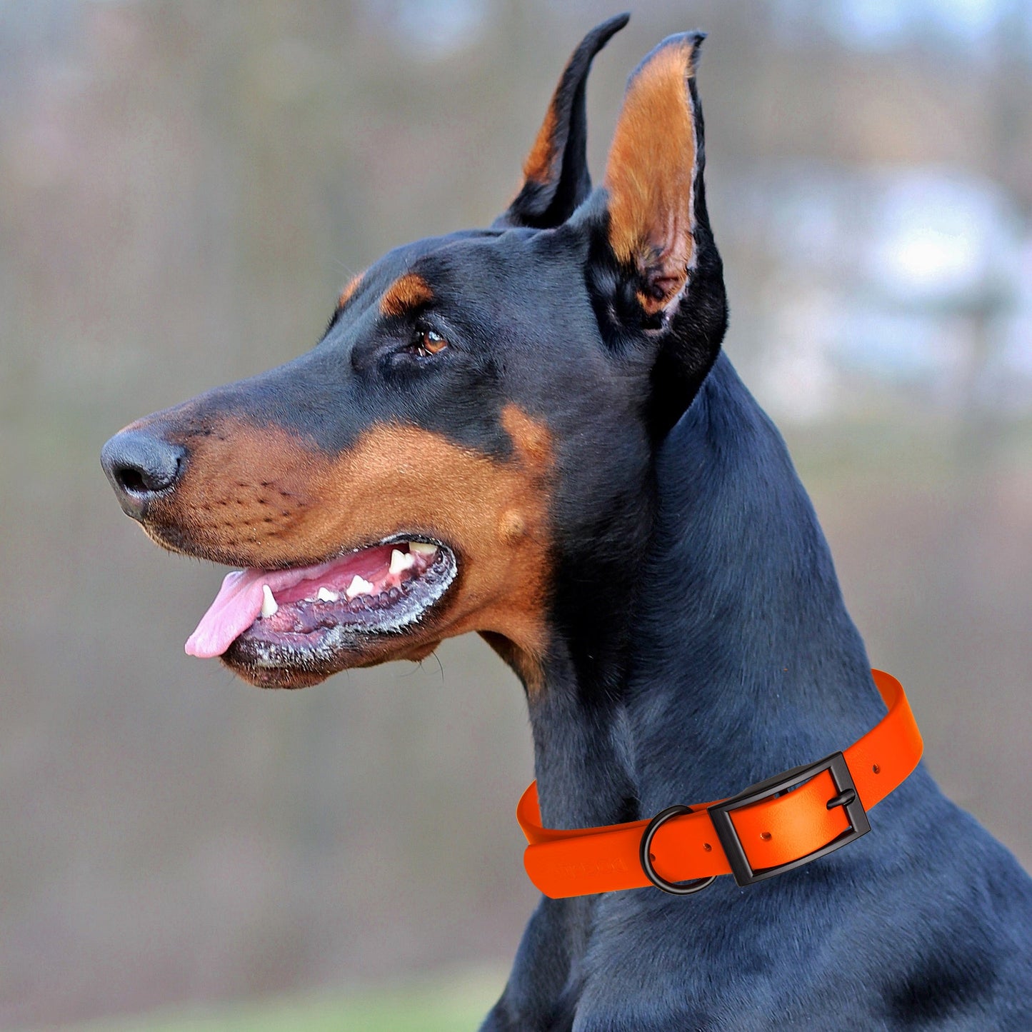 Biothane Waterproof Dog Collar - Wide - XXL (24 to 28 inches)