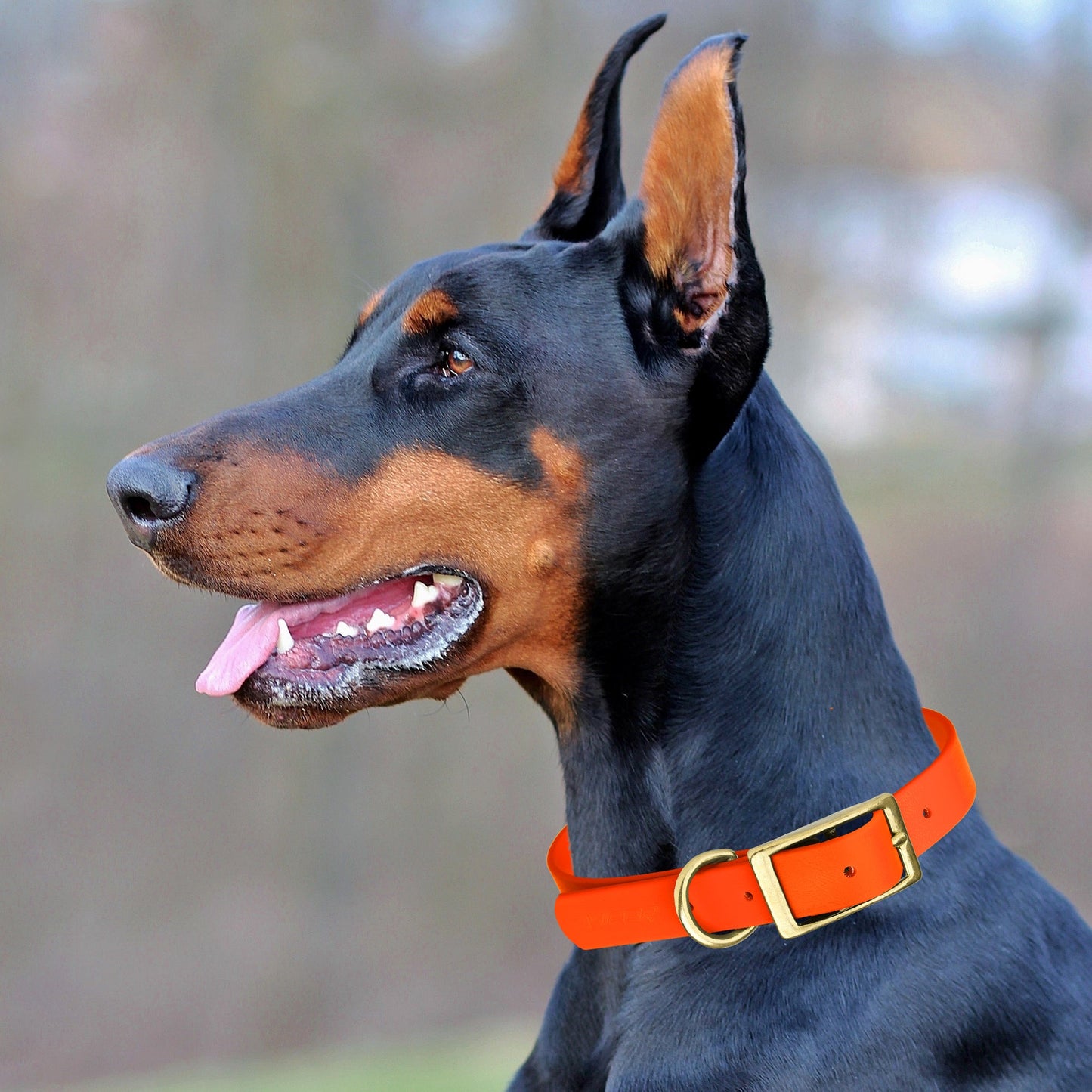 Viper Biothane Waterproof Collar - Brass Hardware - Size M (15 to 18 inches)