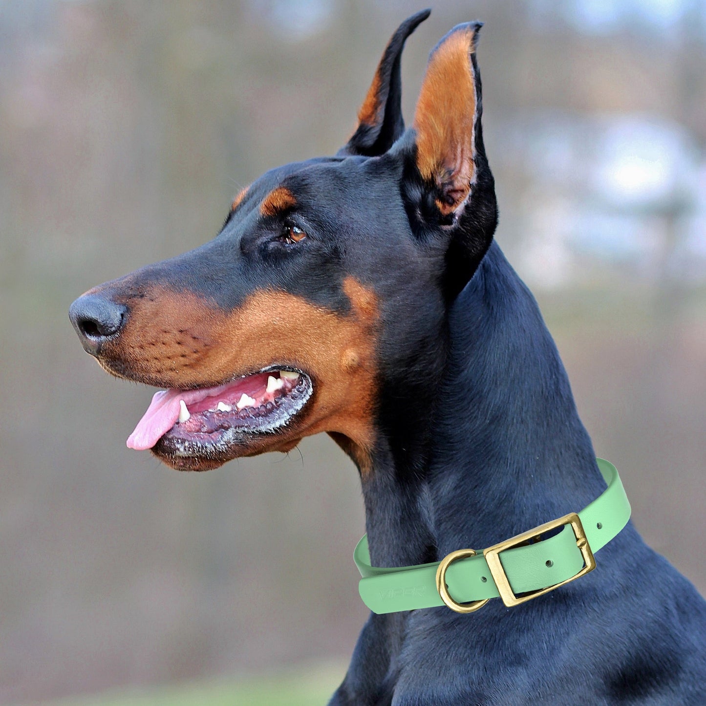Viper Biothane Waterproof Collar - Brass Hardware - Size XXL, 1.5 in Wide (24 to 28 inches)