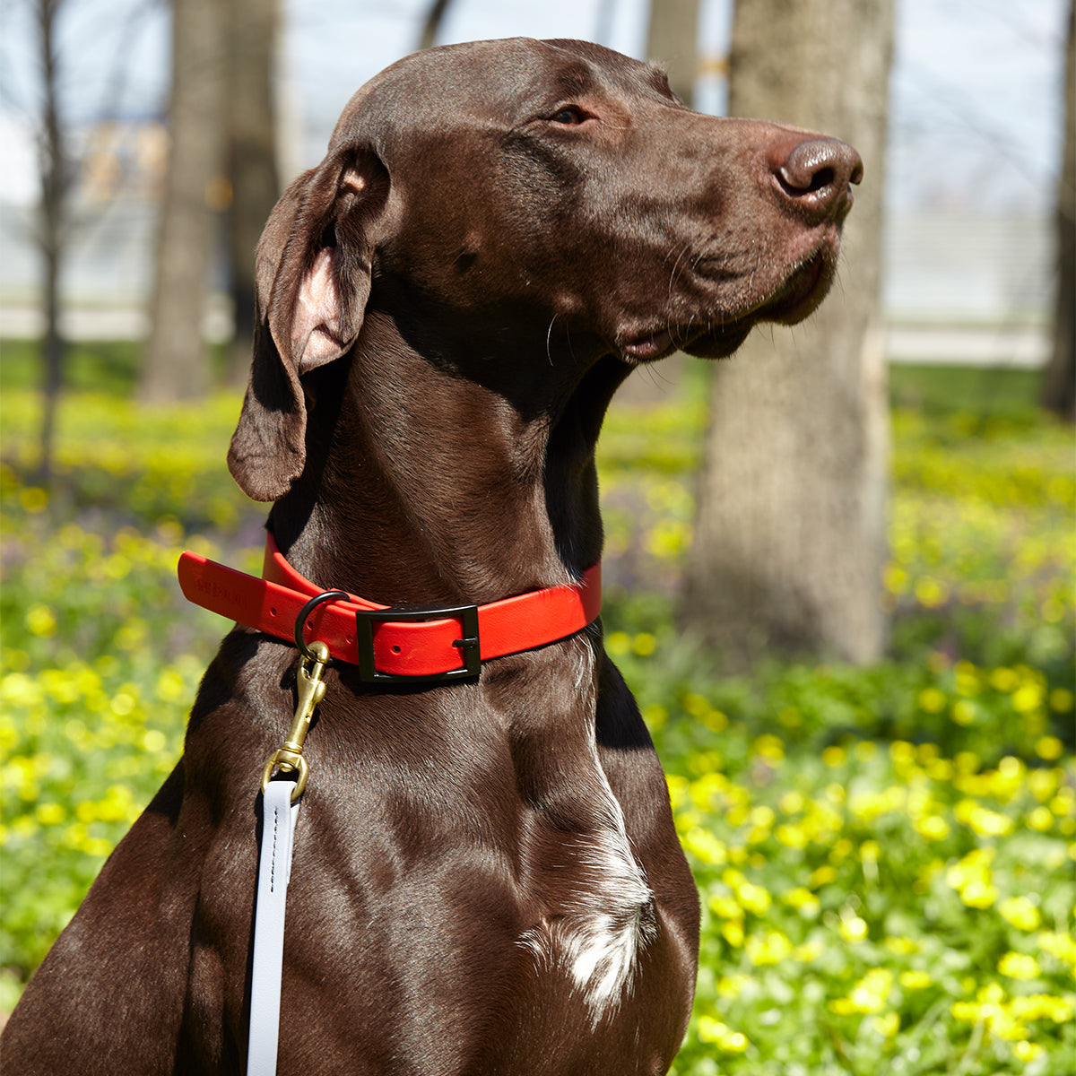 Viper Biothane Working Dog Lead, 4 Feet Long