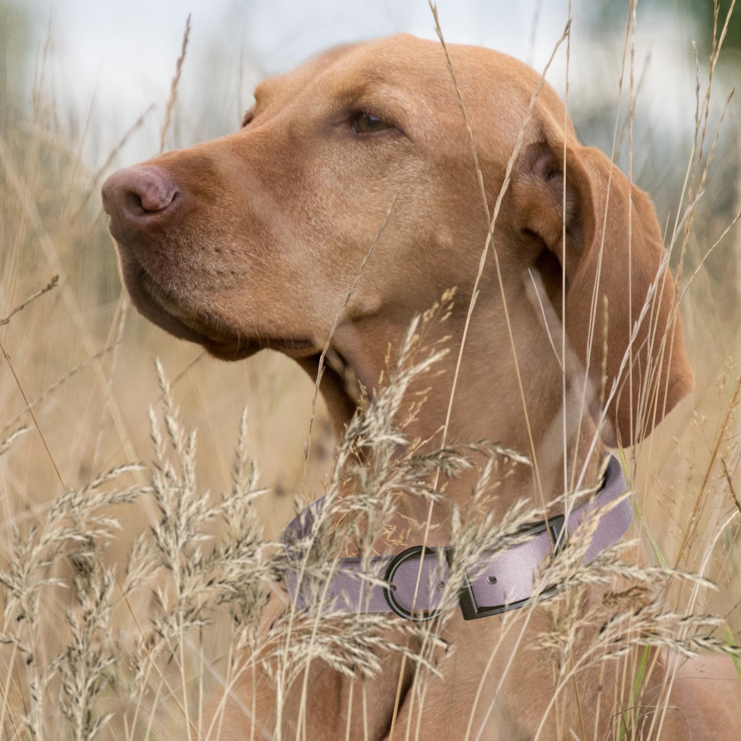 Biothane Waterproof Dog Collar - L (18 to 22 inches)