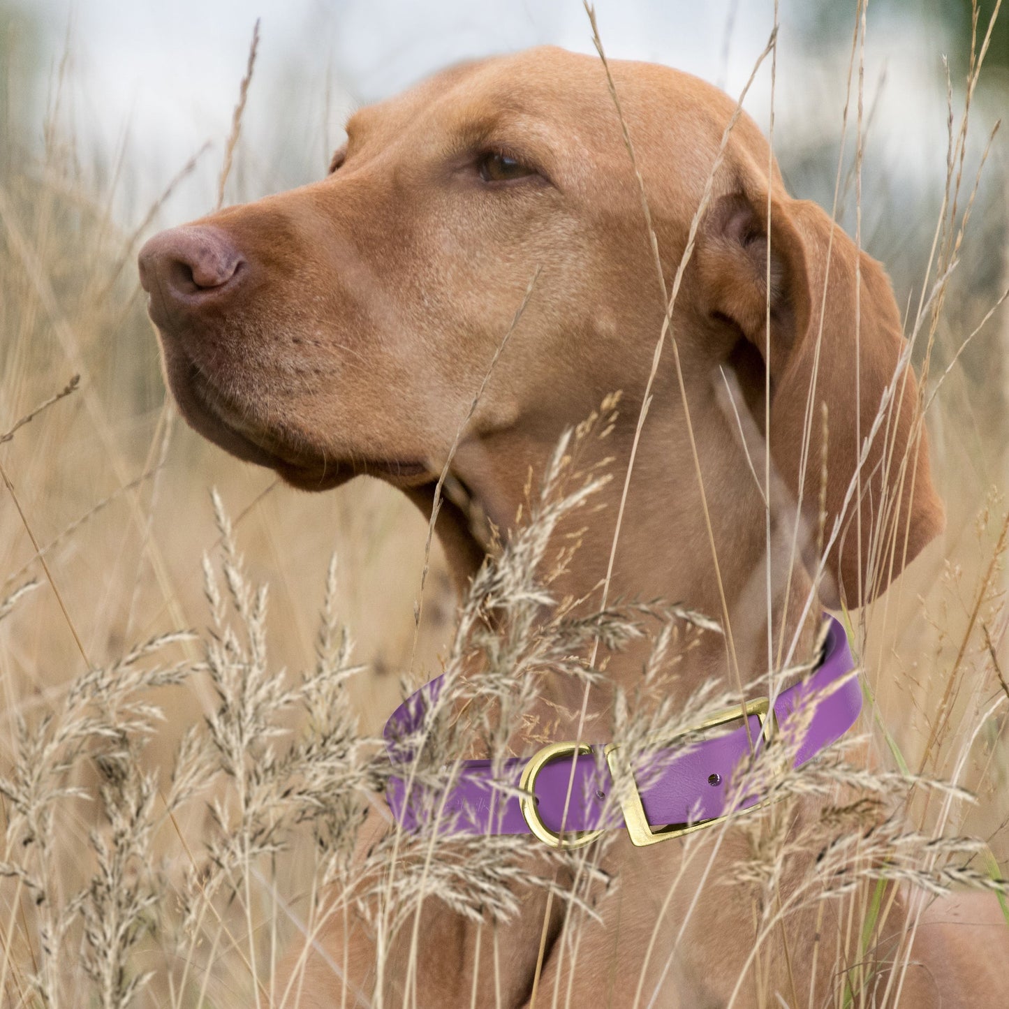 Viper Biothane Waterproof Collar - Brass Hardware - Size XXL, 1.5 in Wide (24 to 28 inches)