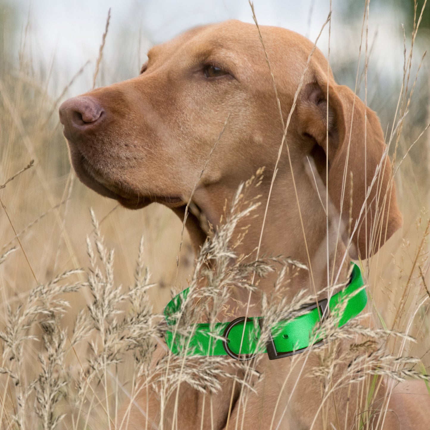 Biothane Waterproof Dog Collar - M (15 to 18 inches)