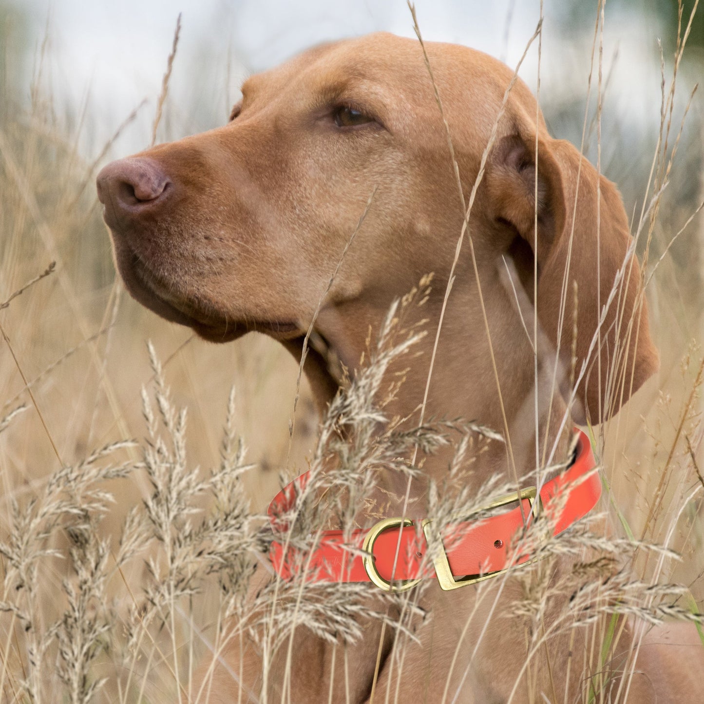 Viper Biothane Waterproof Collar - Brass Hardware - Size XL, Wide (20 to 24 inches)