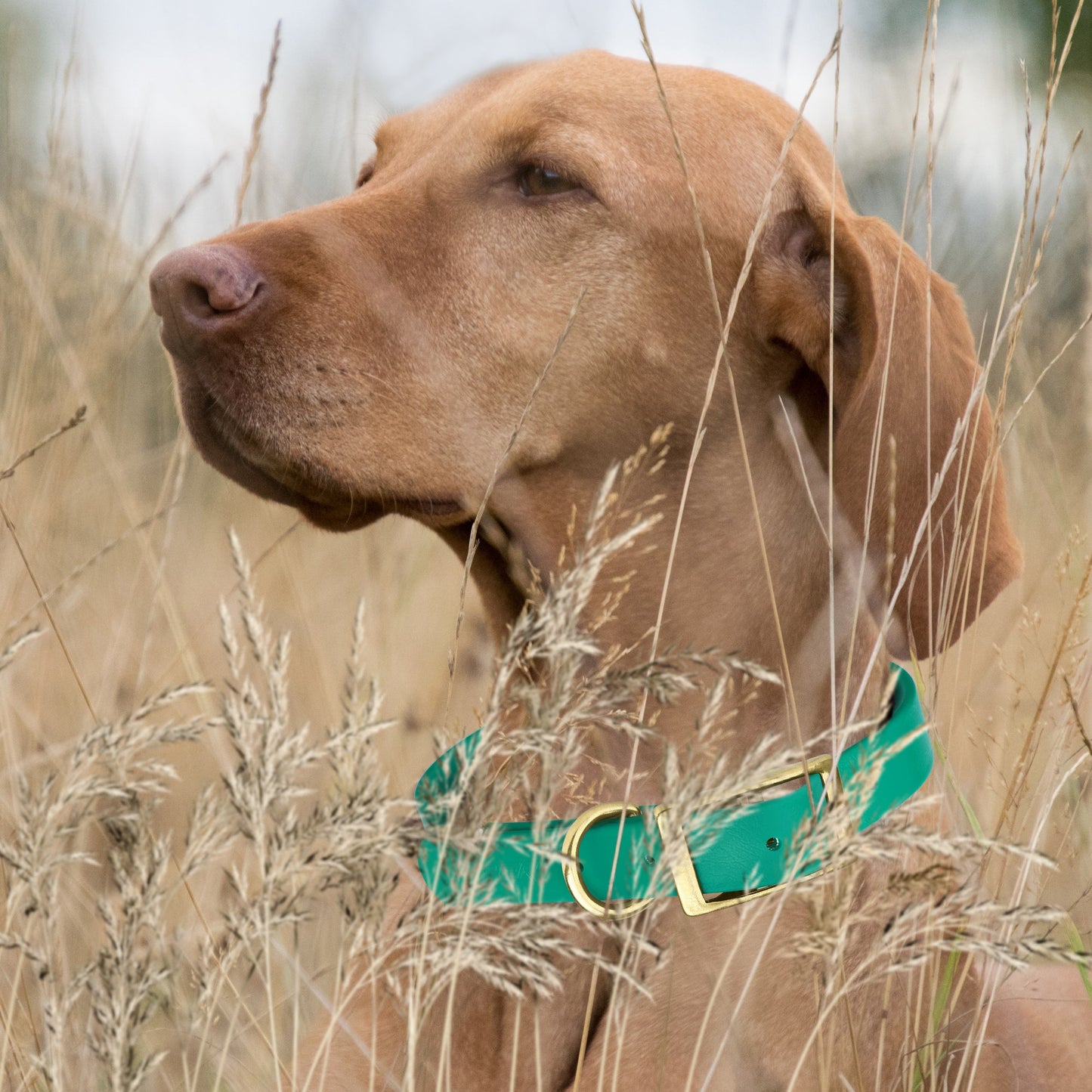 Viper Biothane Waterproof Collar - Brass Hardware - Size S (12 to 15 inches)