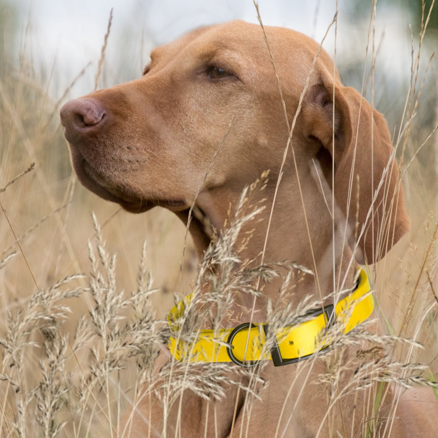 Biothane Waterproof Collar - XL (22 to 25 inches)