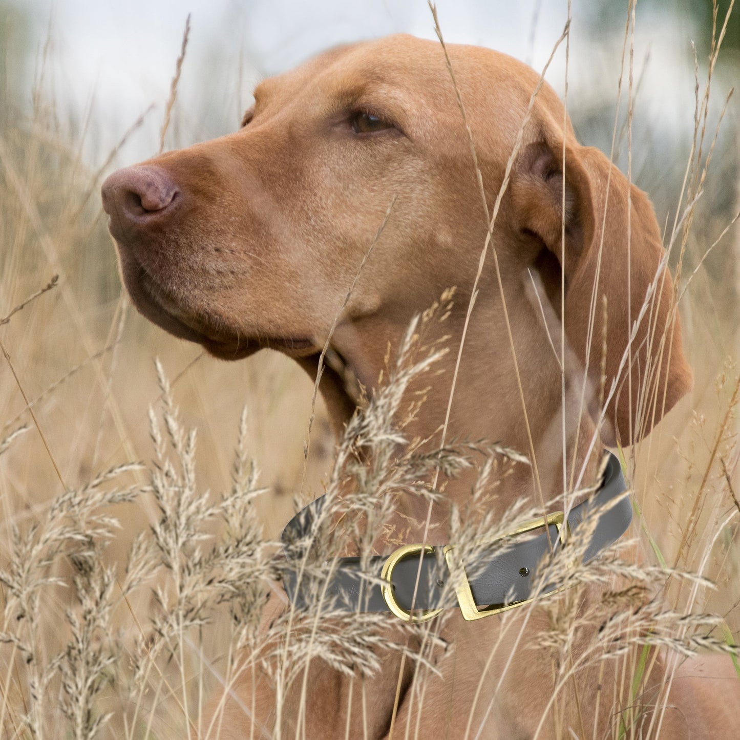 Viper Biothane Waterproof Collar - Brass Hardware - Size M (15 to 18 inches)
