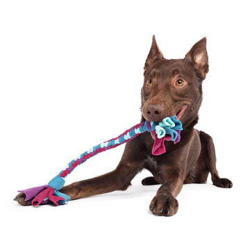 Brown dog playing with a colorful braided rope toy