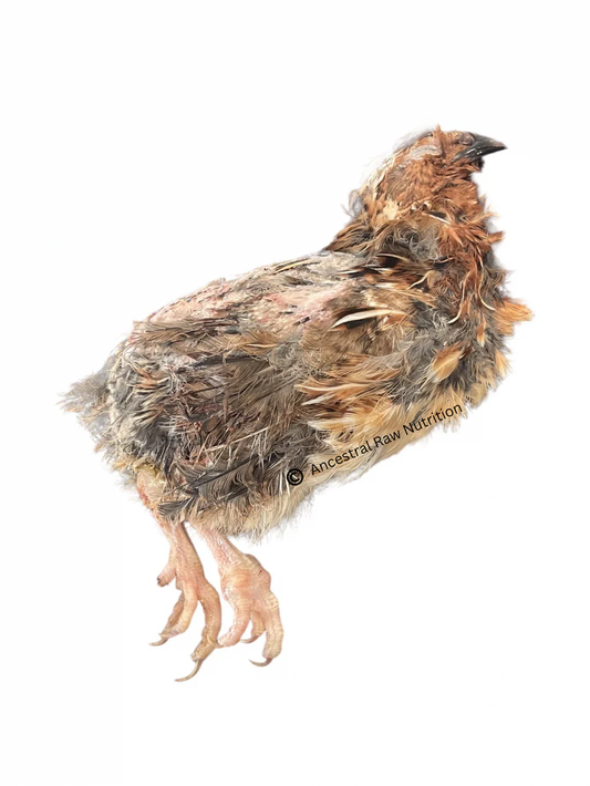 Raw Whole Prey Quail 1 Ct
