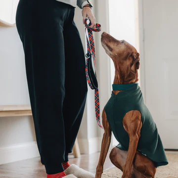 Gold Paw Series Joggers with a dog looking up at a person holding a leash