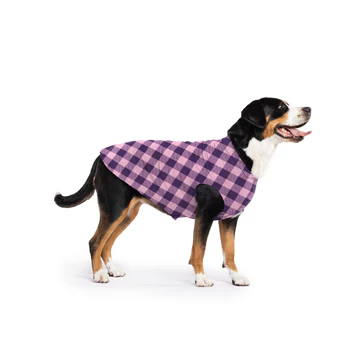 Black, white, and brown dog wearing a purple and pink plaid dog coat