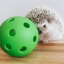Hedgehog Ball