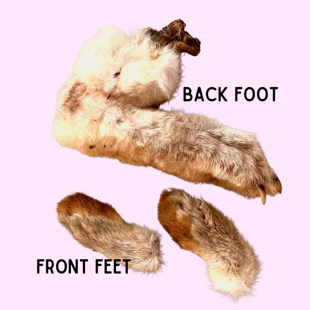 Rabbit Foot
