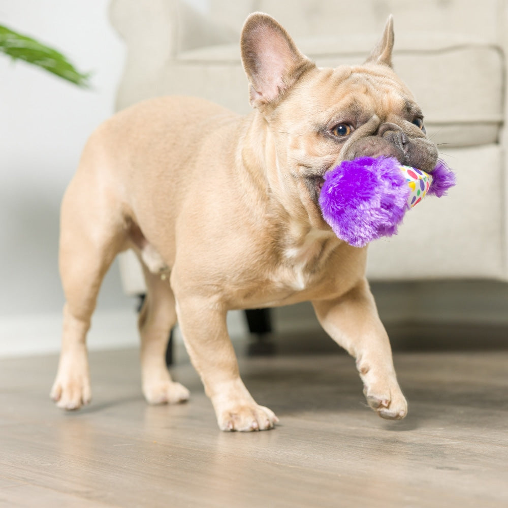 Tiny Tuff It's My Barkday 2pk