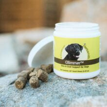 Herbsmith Glimmer skin and coat support chews for dogs in a white jar