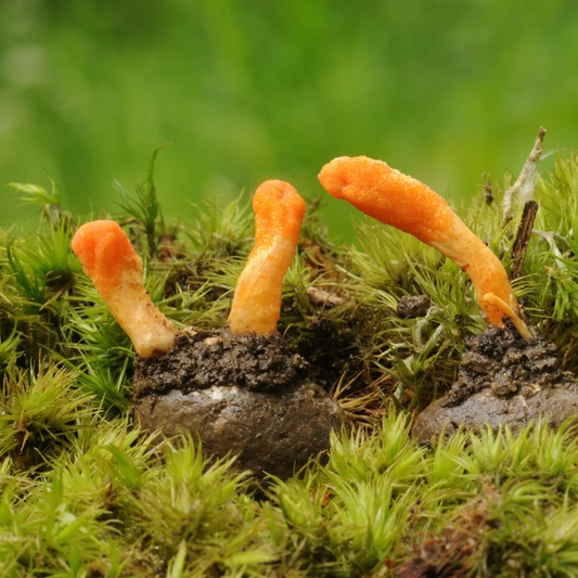 Cordyceps Mushroom Extract Powder- USDA Organic- 4oz