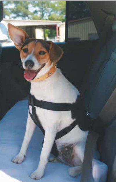 Car Safety Harness