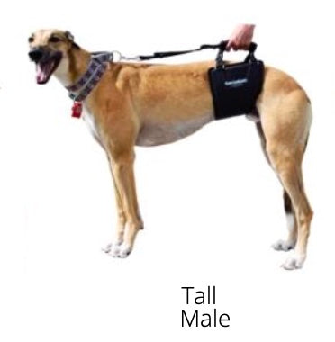 GingerLead- Dog Support & Rehabilitation Harnesses