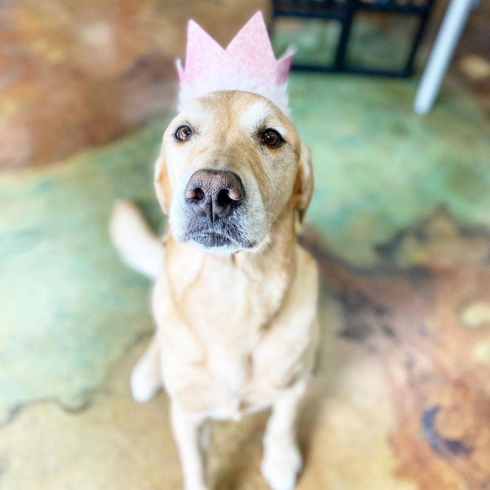 Party Crowns with SnugFit®