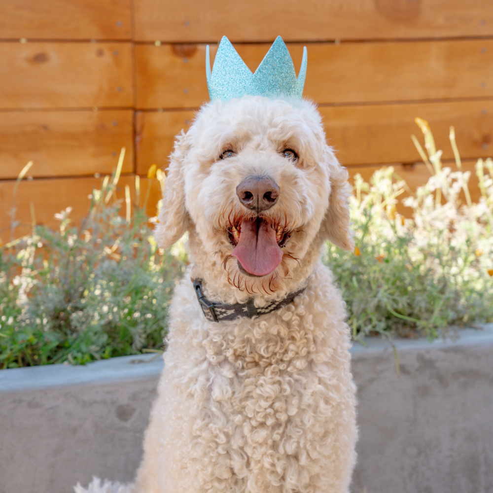 Party Crowns with SnugFit®