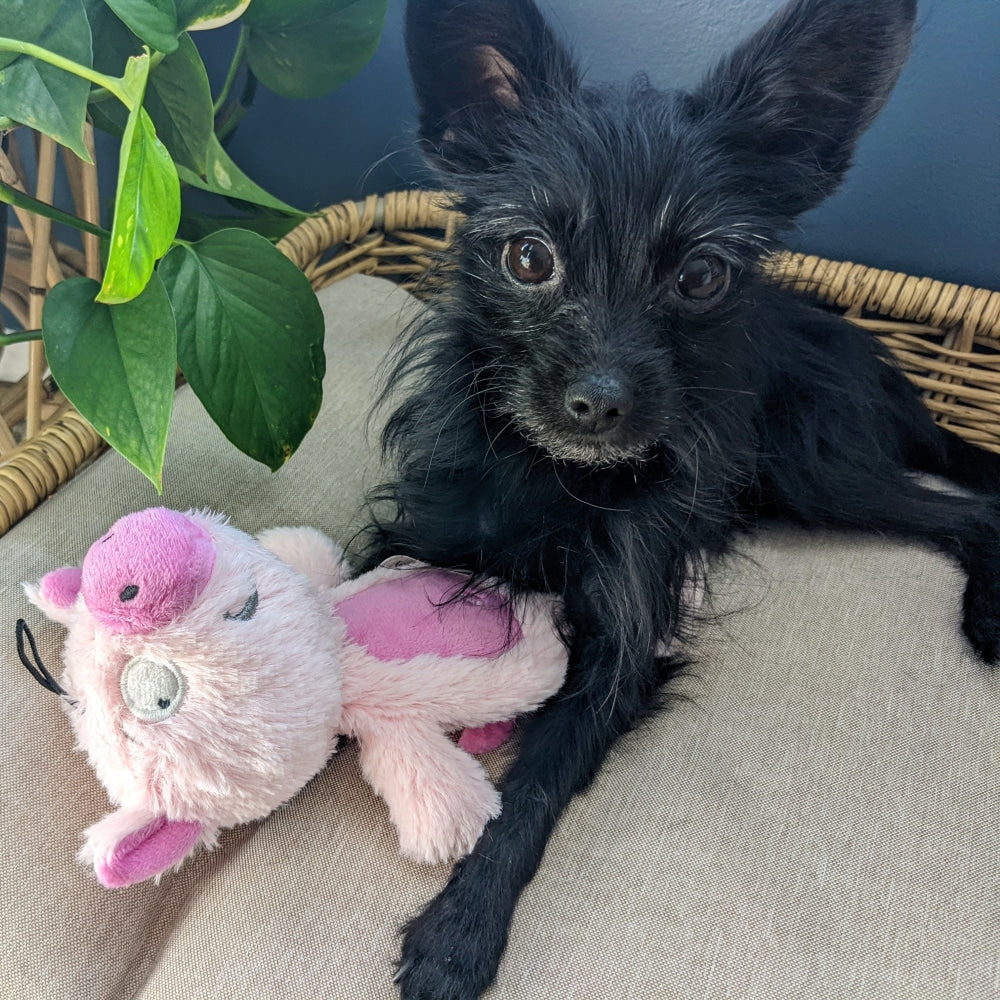 Slappies® Piggie Smalls Dog Toy - 30% Off