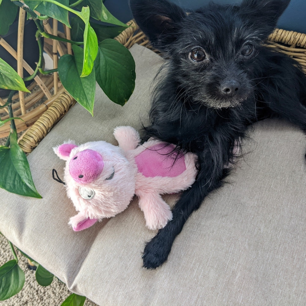 Slappies® Piggie Smalls Dog Toy - 30% Off