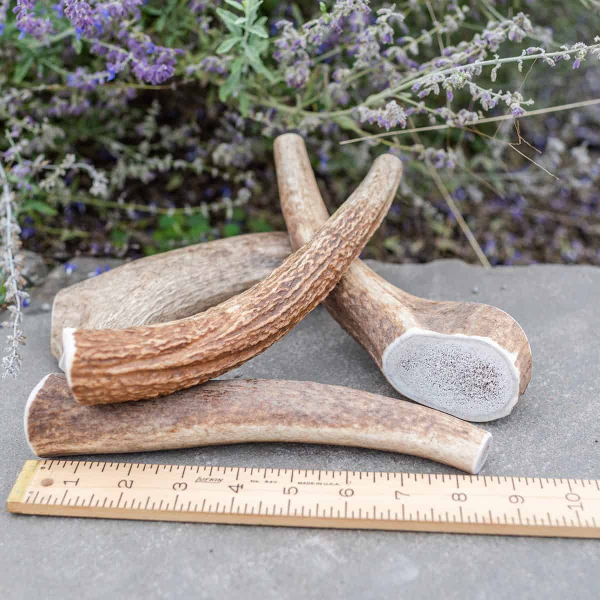 Elk Antlers