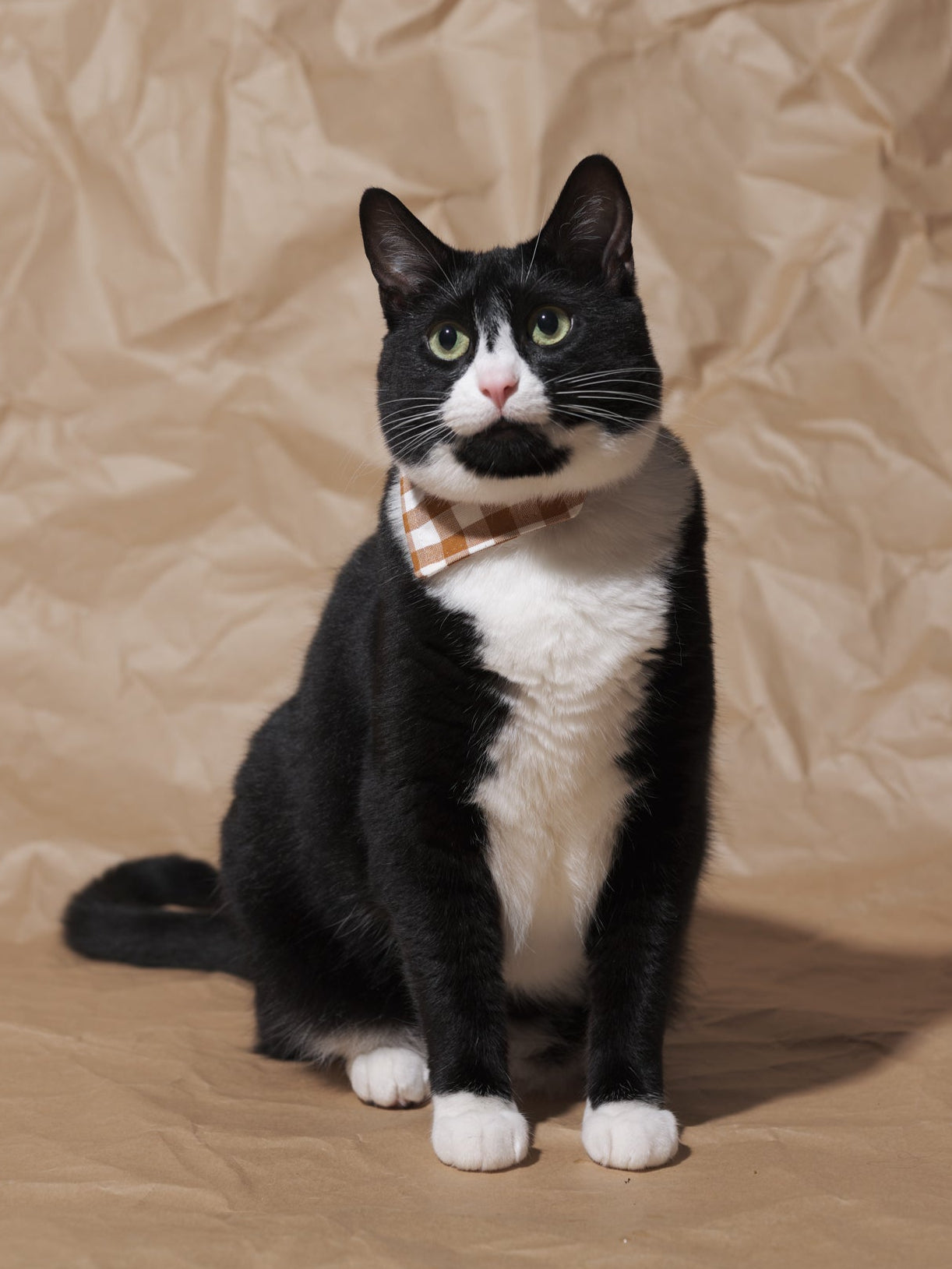 The All Checked Out - Cat Bandana