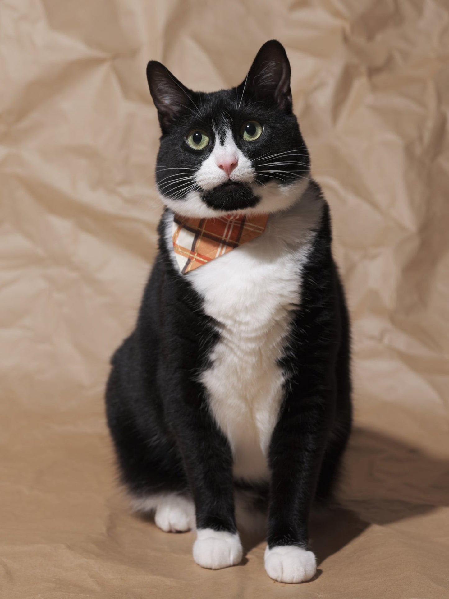 The Fall Guy - Cat Bandana