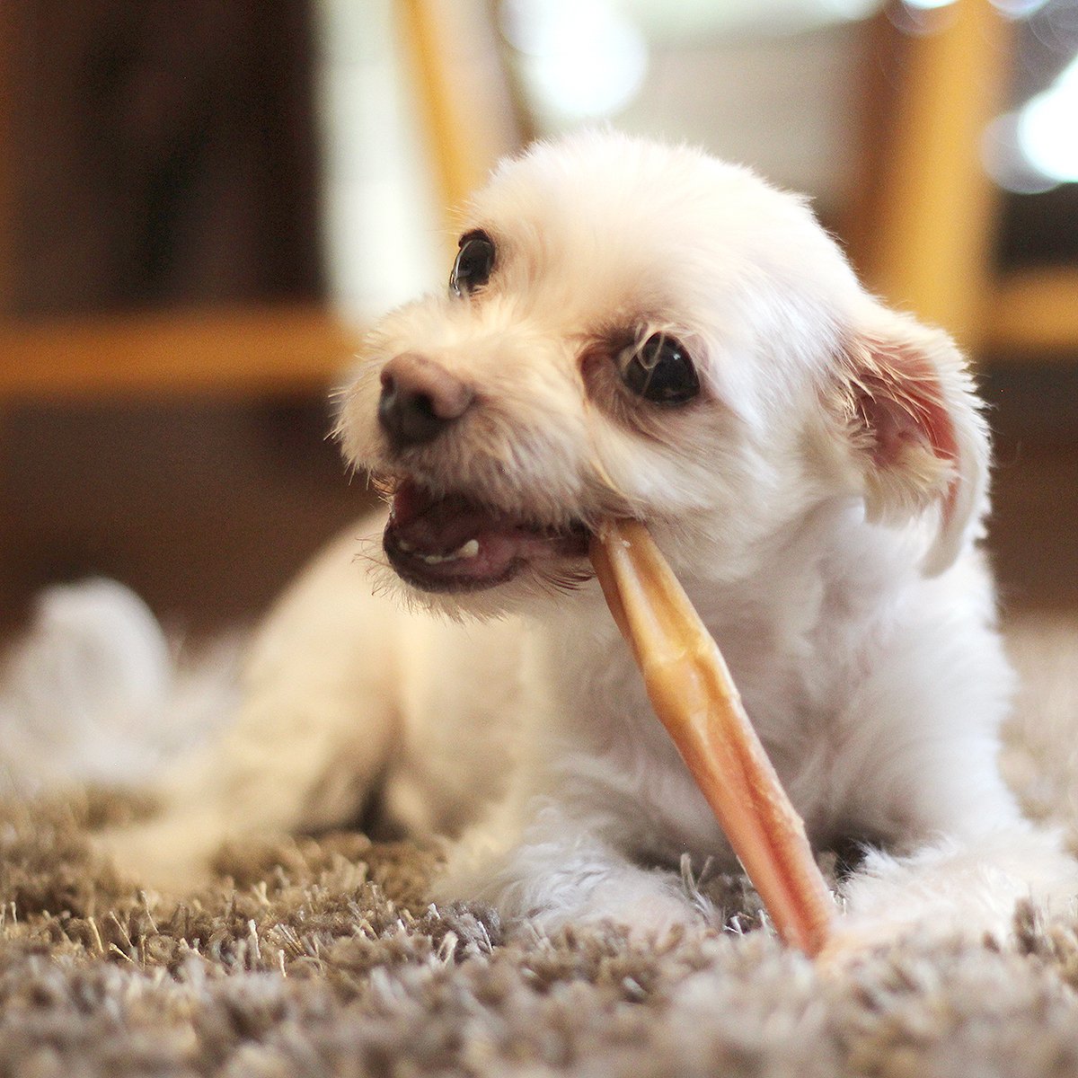 6" Bully Sticks Odor Free - 8 oz- EACH